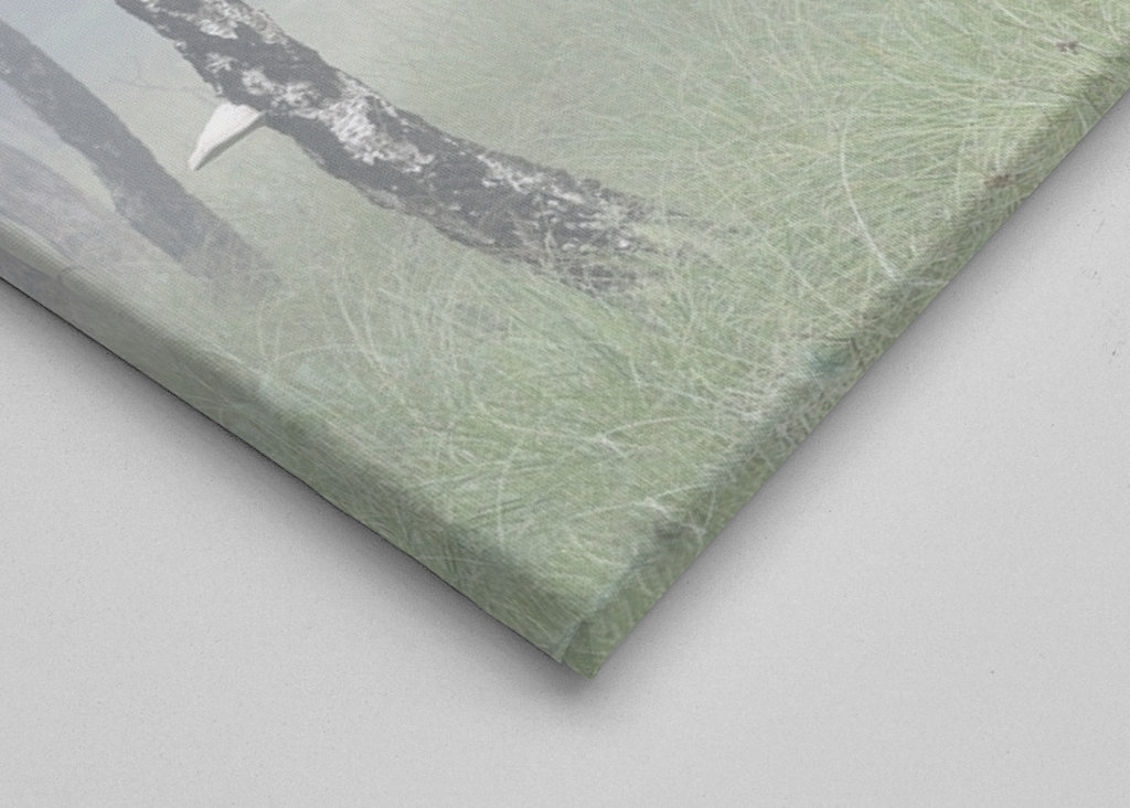 birch trees in the fog