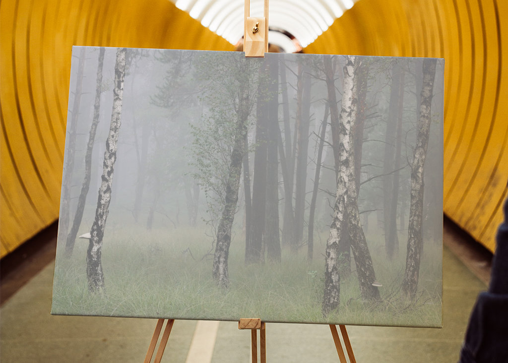 birch trees in the fog