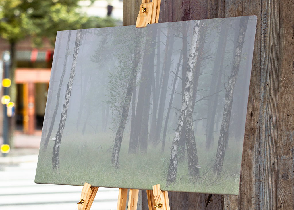 birch trees in the fog