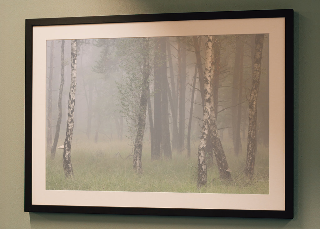 birch trees in the fog