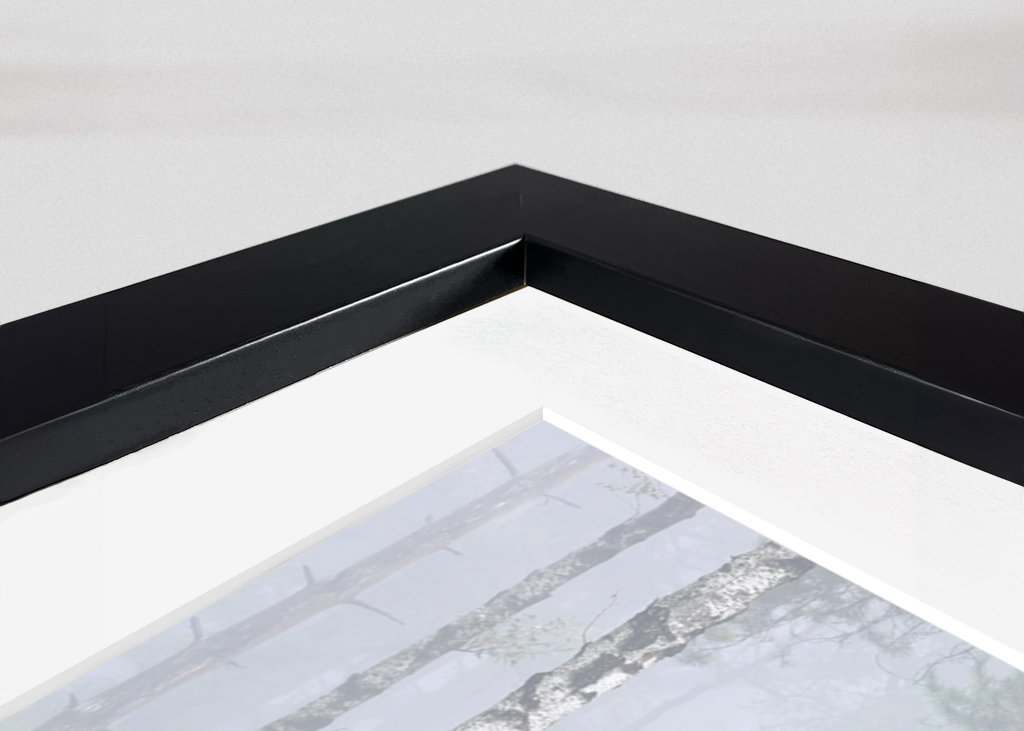 birch trees in the fog