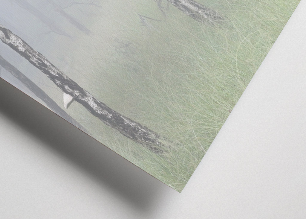 birch trees in the fog