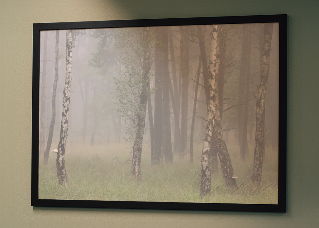 birch trees in the fog