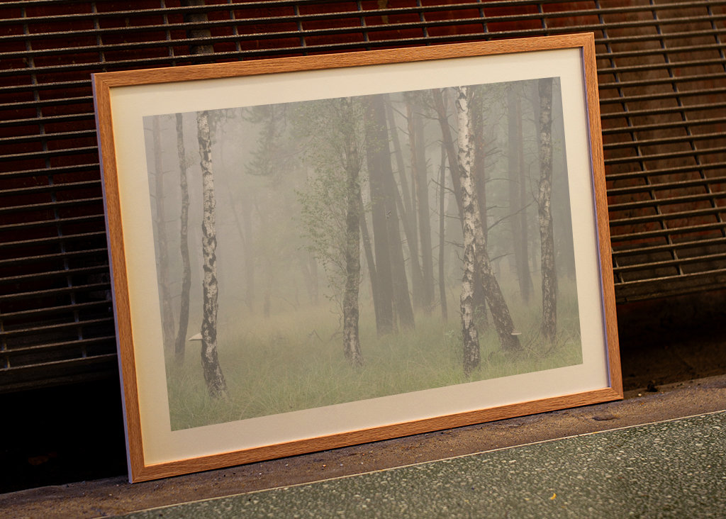 birch trees in the fog