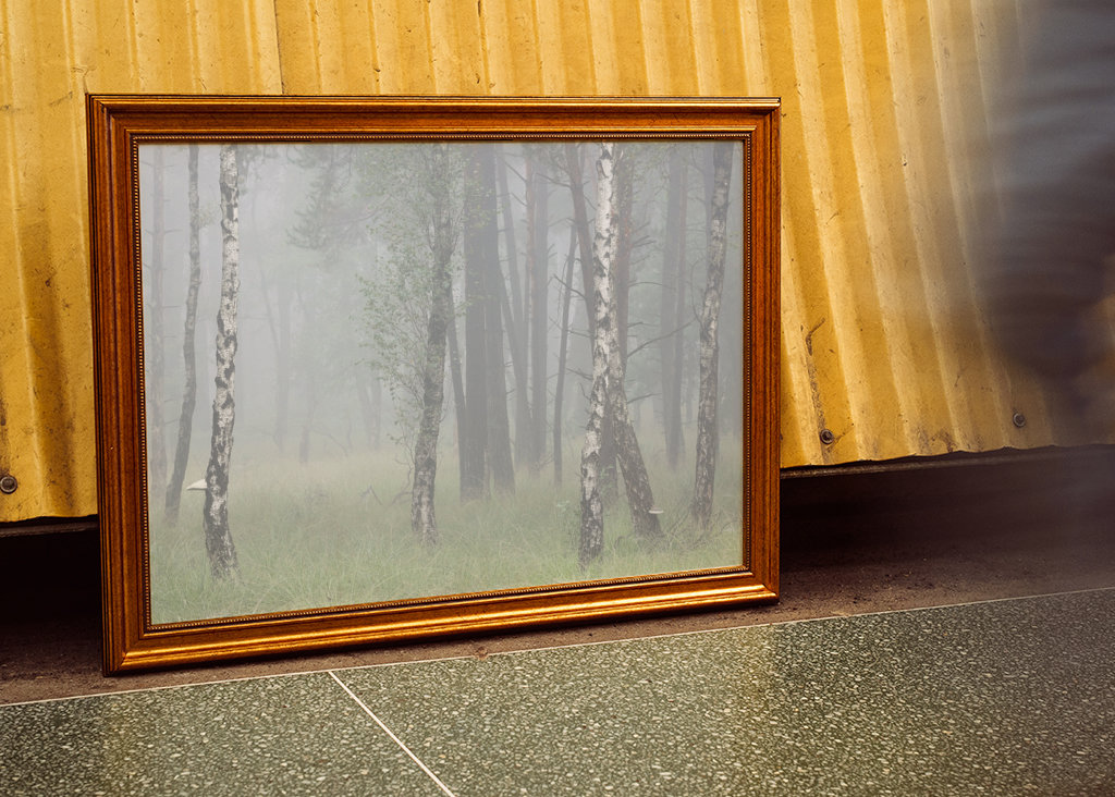 birch trees in the fog