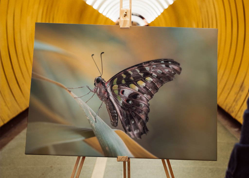 Harlekinridder Elegance