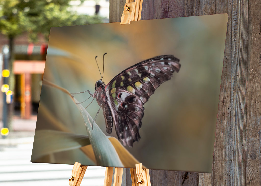 Harlekinridder Elegance