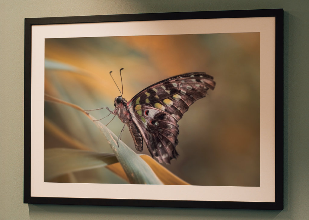 Harlekinridder Elegance