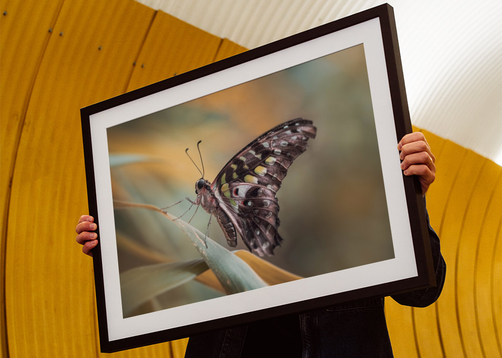 Harlekinridder Elegance