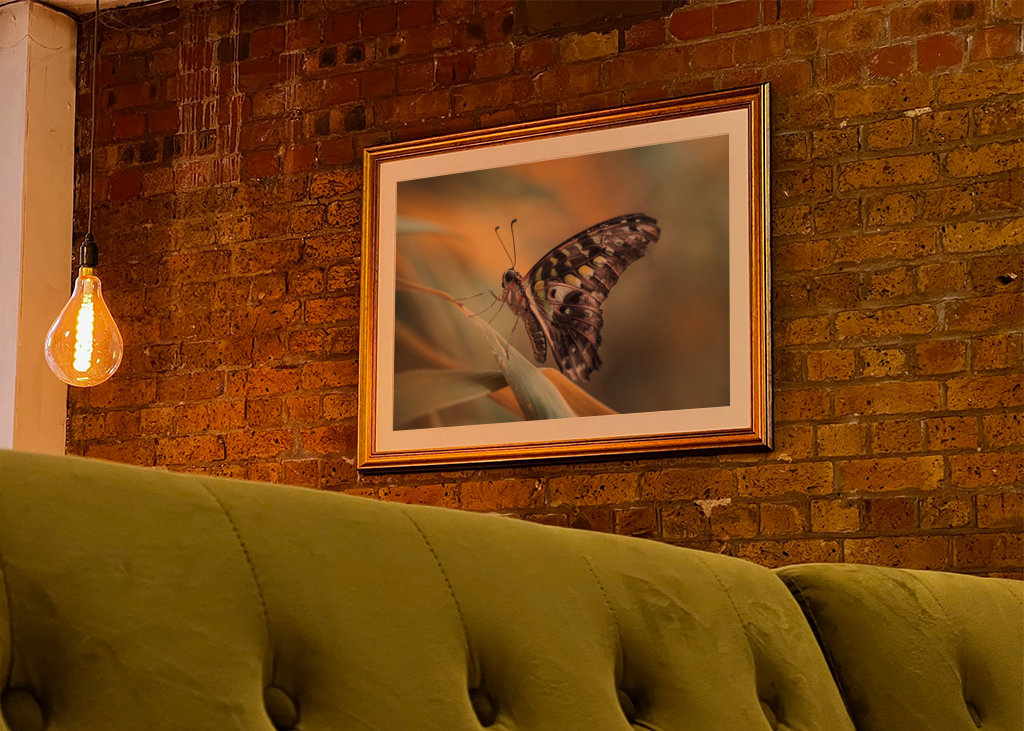 Harlekinridder Elegance