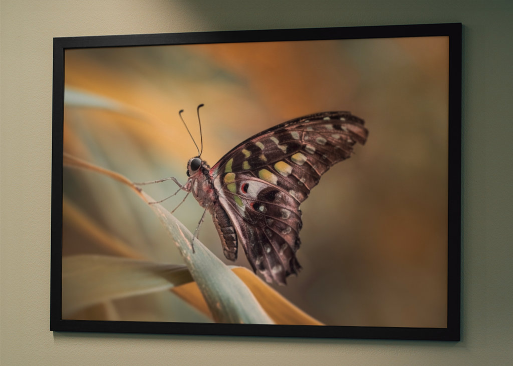 Harlekinridder Elegance