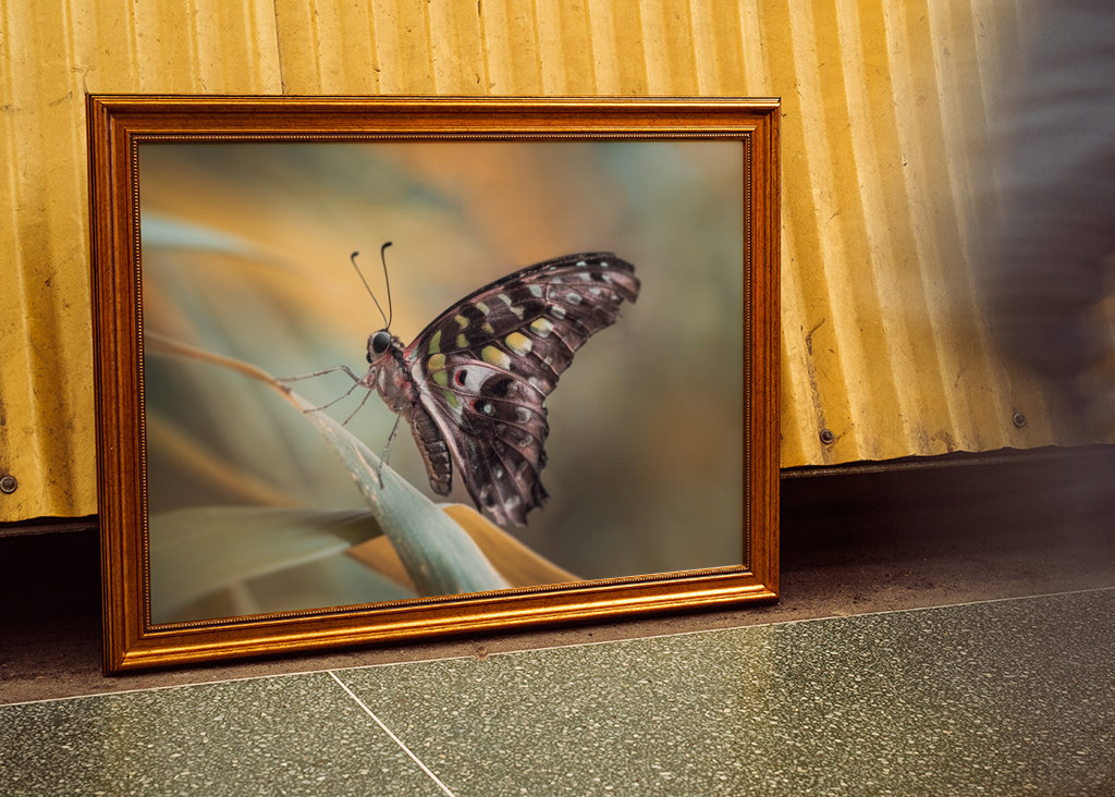 Harlekinridder Elegance