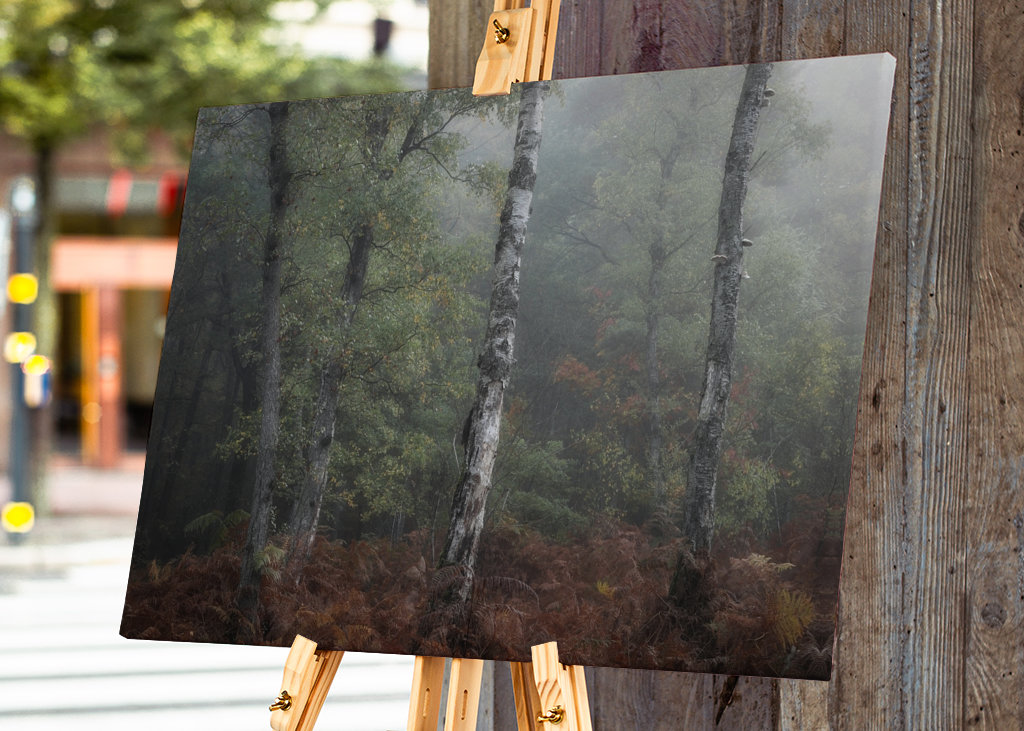 The three birch trees