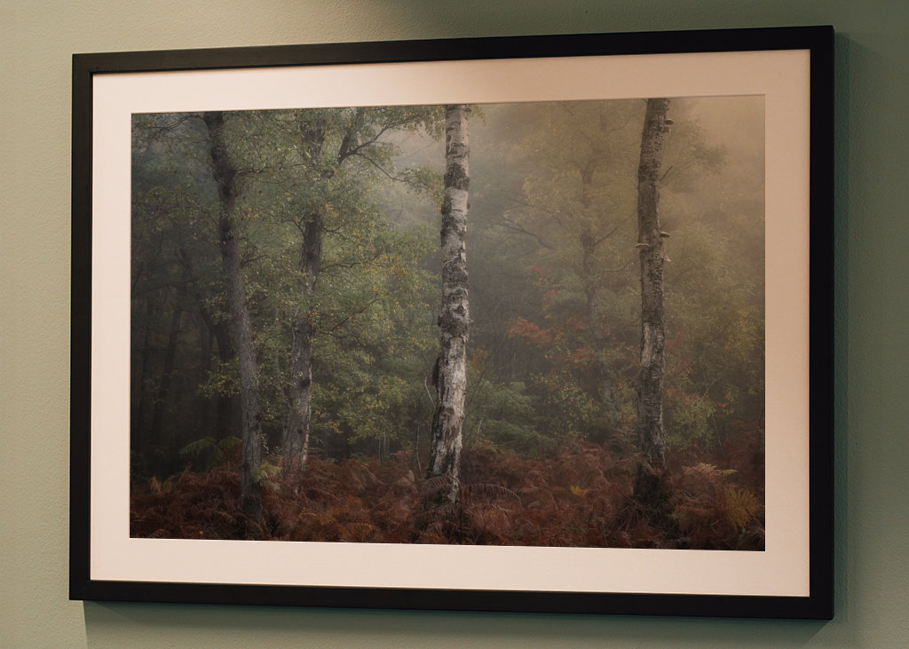 The three birch trees