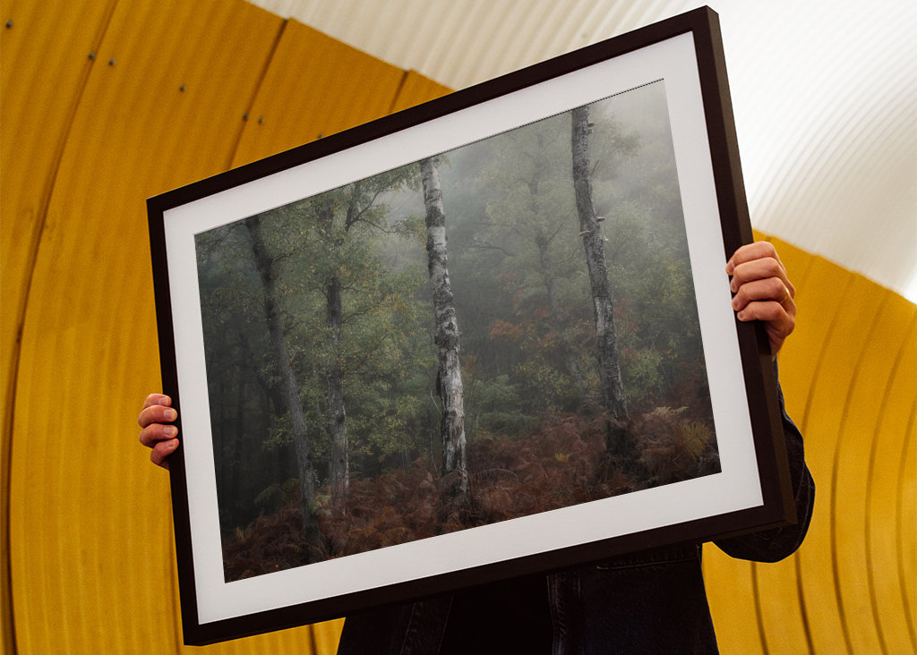 The three birch trees