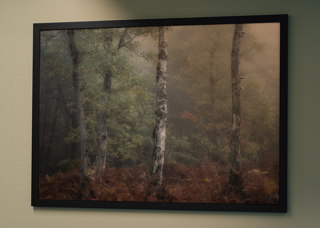 The three birch trees