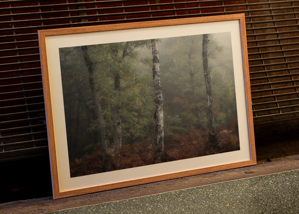 The three birch trees