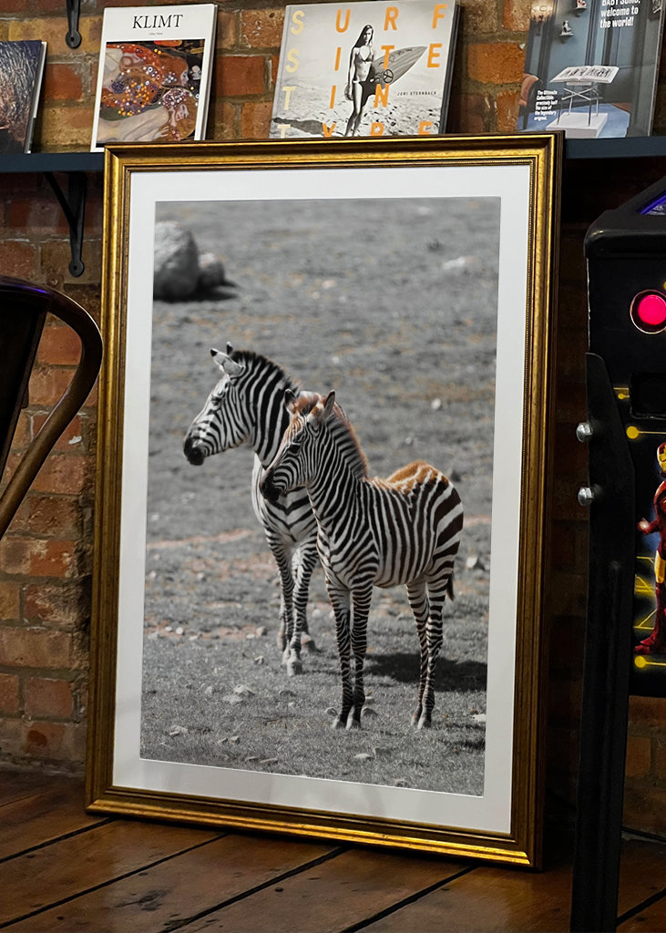 Poney zèbre avec sa mère