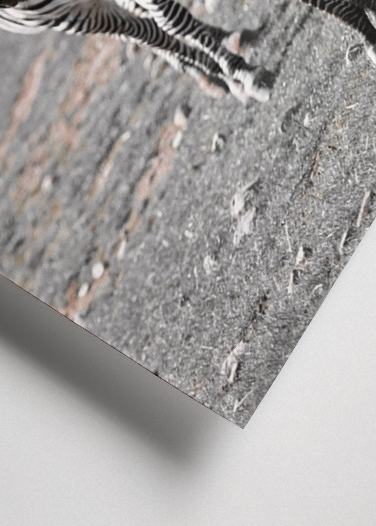 Poney zèbre avec sa mère