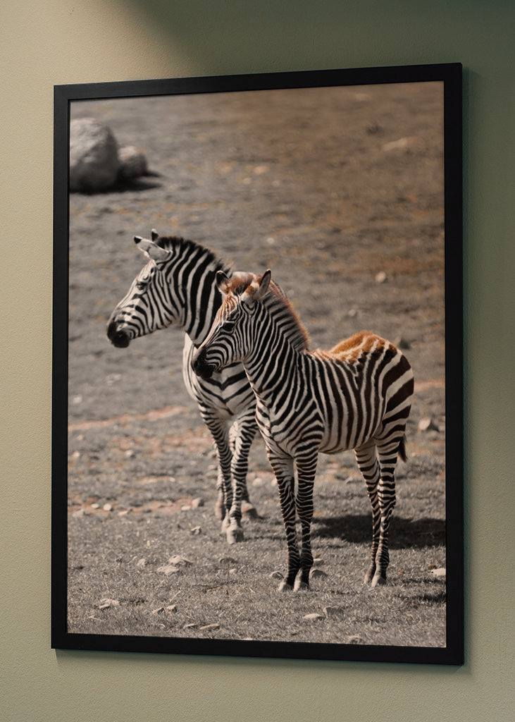 Poney zèbre avec sa mère