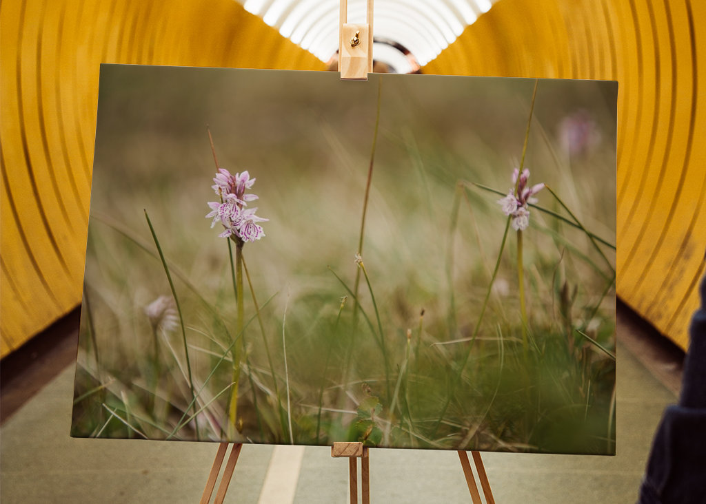 Moorland fläckig orkidé