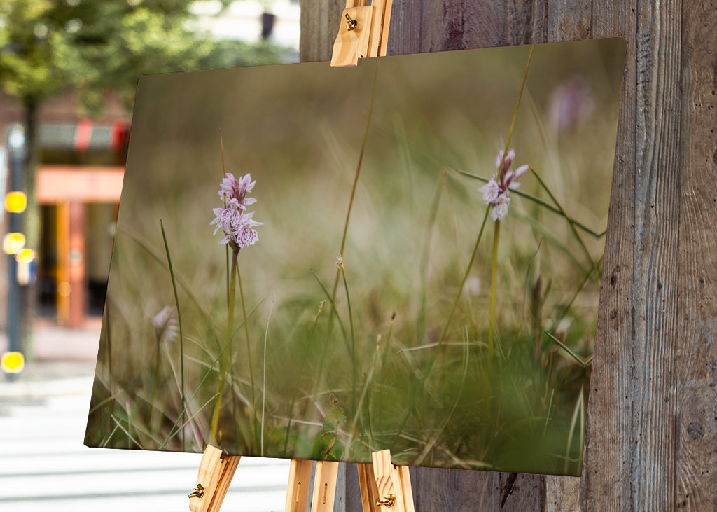 Moorland fläckig orkidé