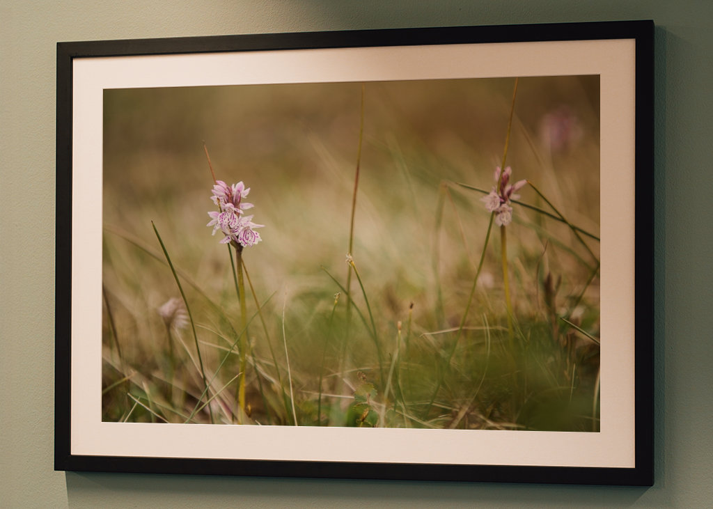 Moorland fläckig orkidé