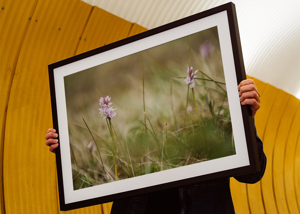 Moorland fläckig orkidé