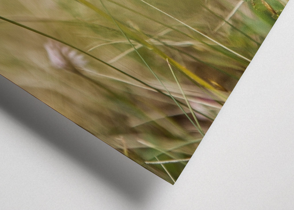 Moorland fläckig orkidé