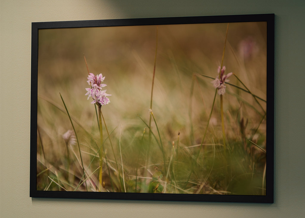 Moorland fläckig orkidé