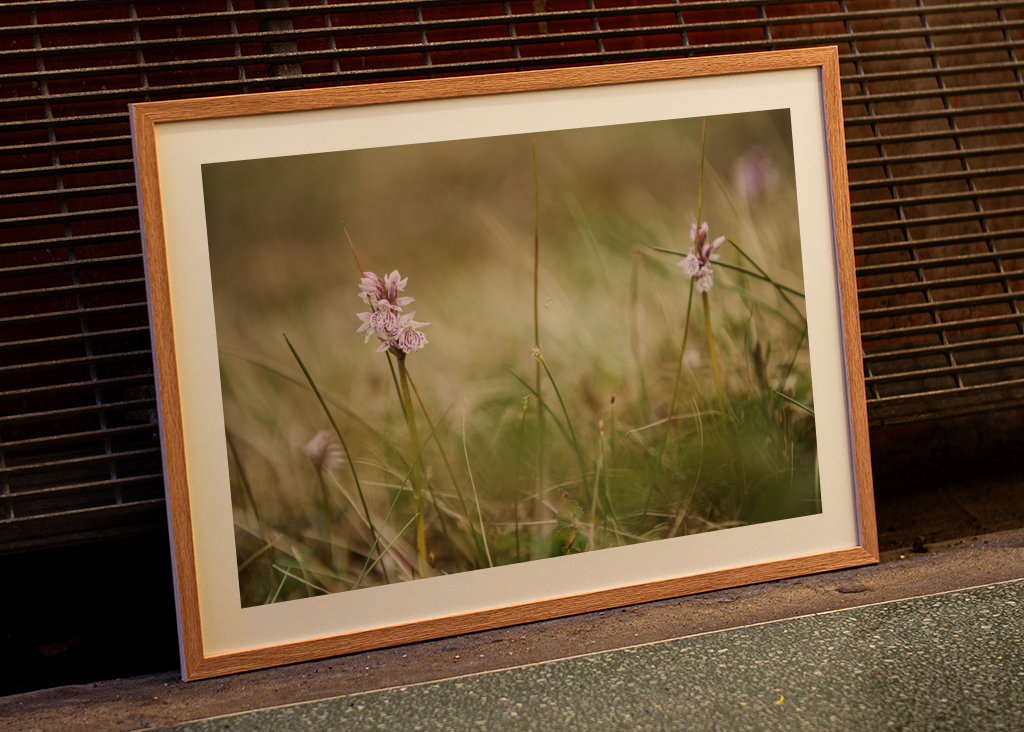 Moorland fläckig orkidé