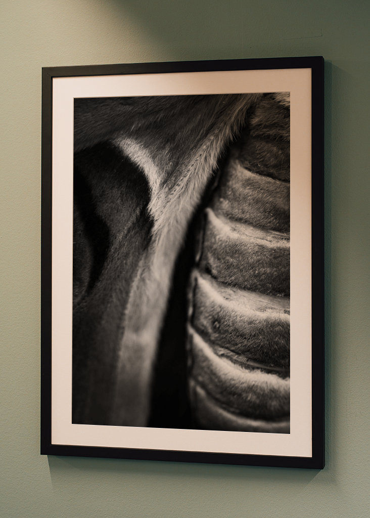 Schwarzer Attacus-Atlas-Schmetterling