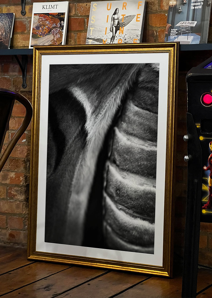 Schwarzer Attacus-Atlas-Schmetterling