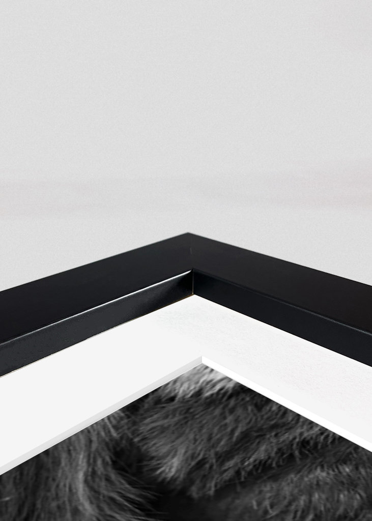 Schwarzer Attacus-Atlas-Schmetterling