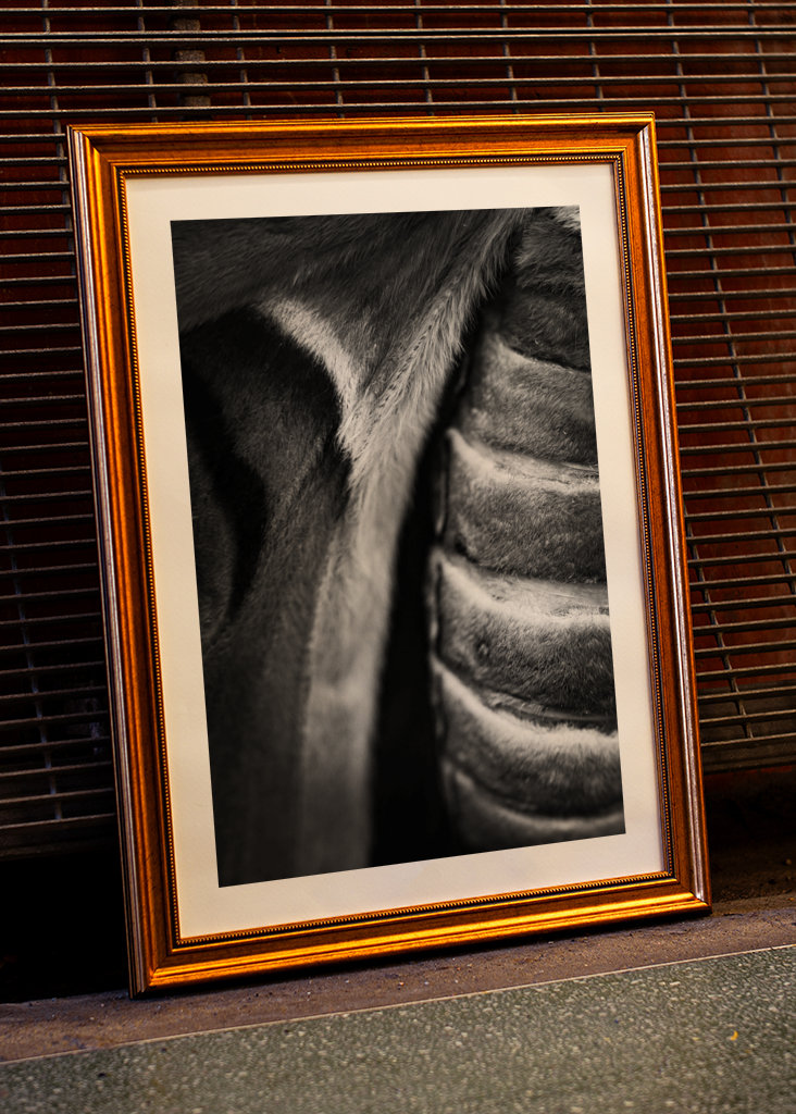 Schwarzer Attacus-Atlas-Schmetterling