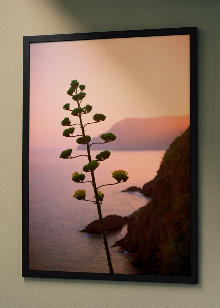 Kaktus ve večerním světle