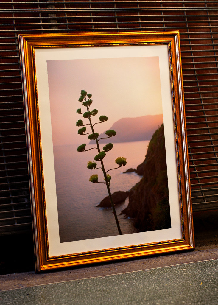 Kaktus ve večerním světle