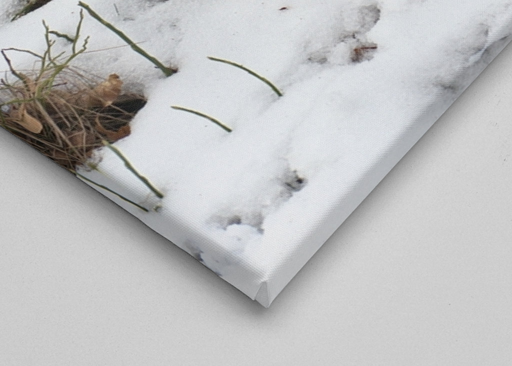 Férfi Rackelin közelről a hóban