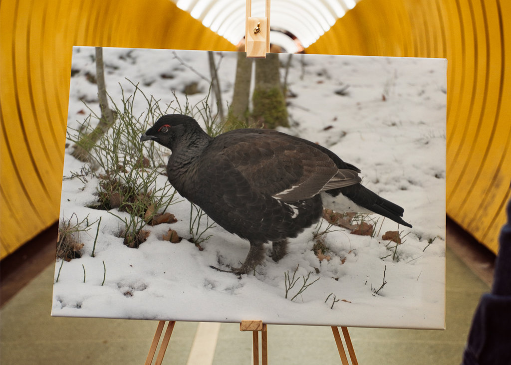 Férfi Rackelin közelről a hóban