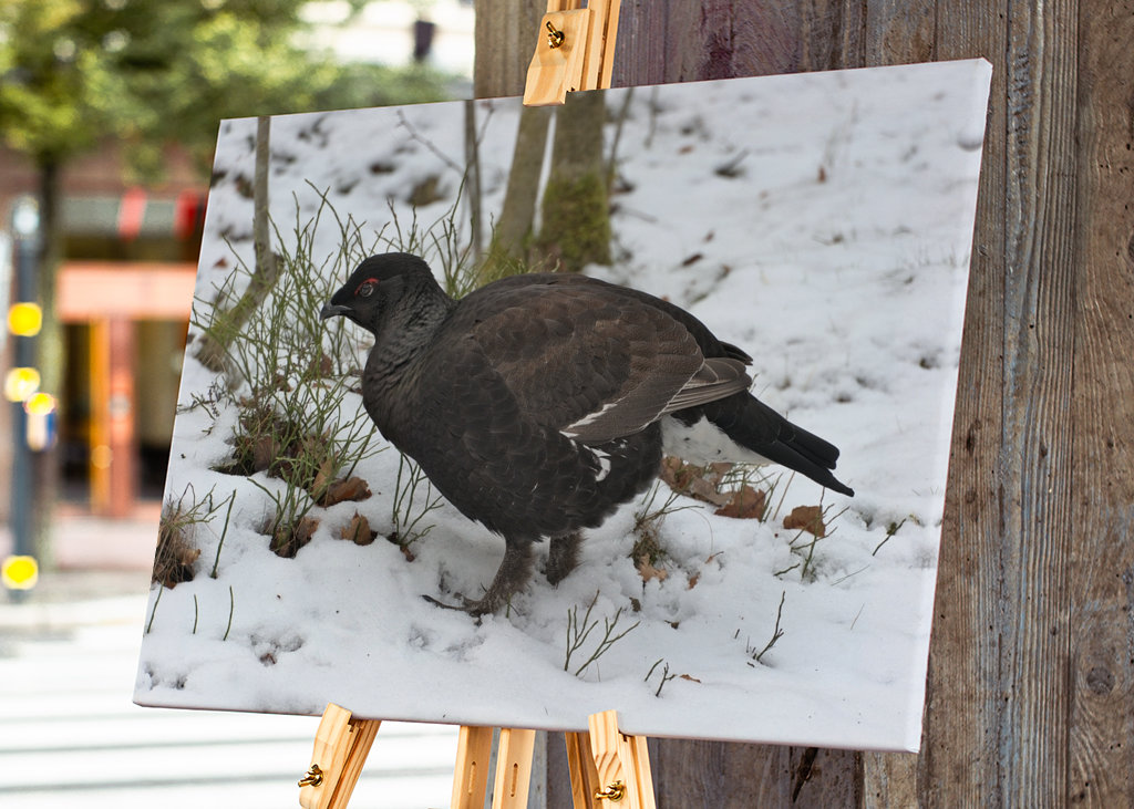 Férfi Rackelin közelről a hóban