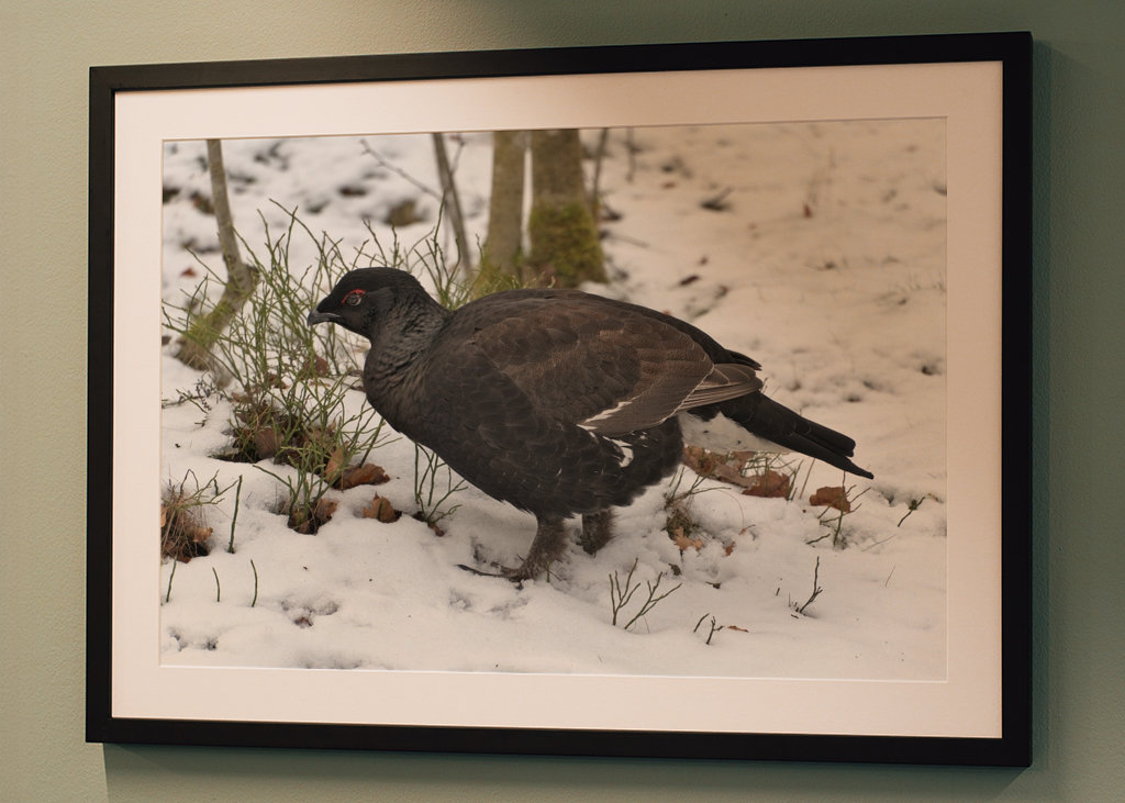 Férfi Rackelin közelről a hóban