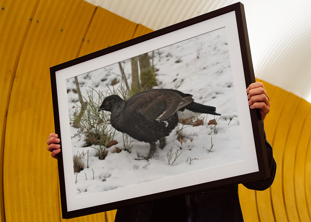 Férfi Rackelin közelről a hóban