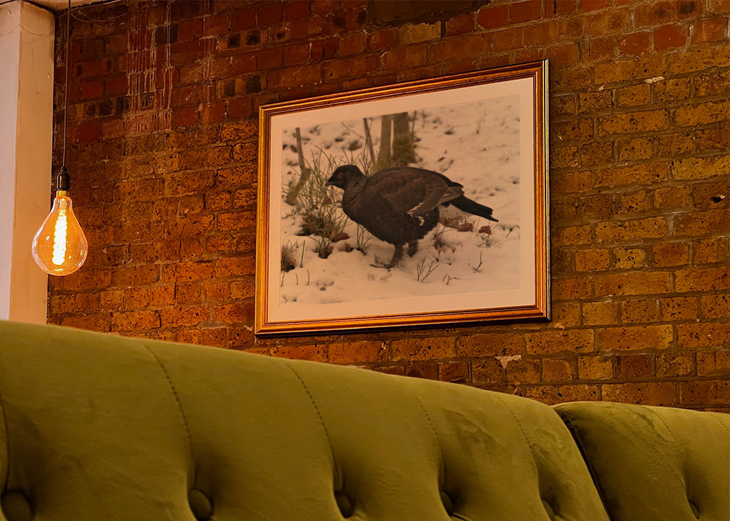 Férfi Rackelin közelről a hóban