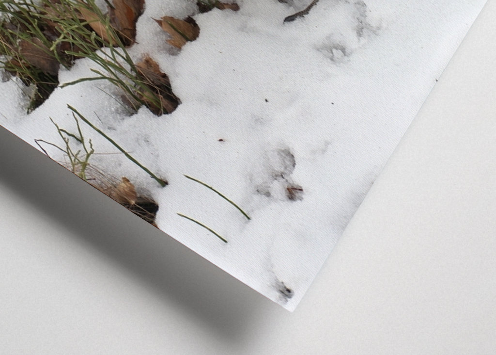 Férfi Rackelin közelről a hóban