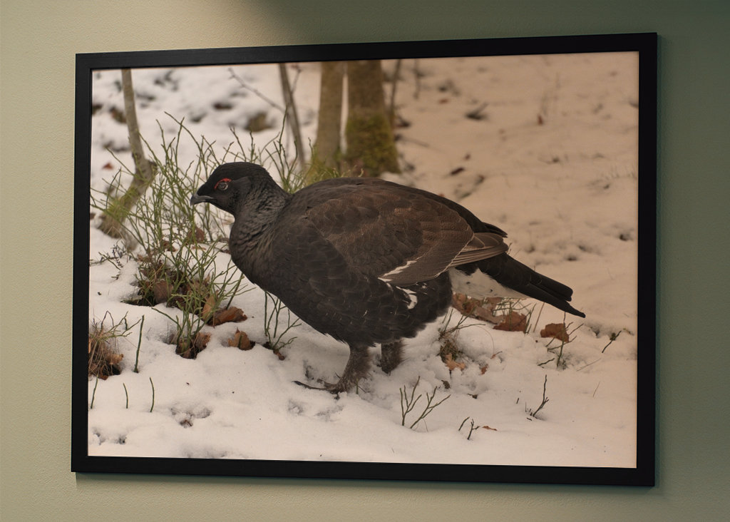 Férfi Rackelin közelről a hóban