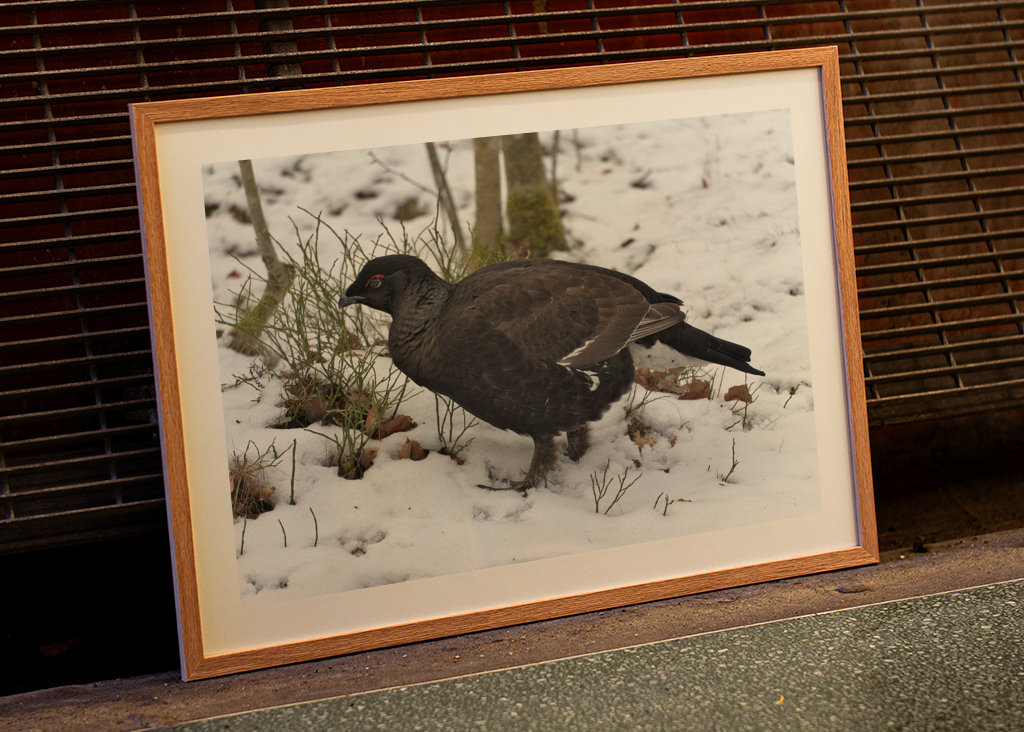 Férfi Rackelin közelről a hóban