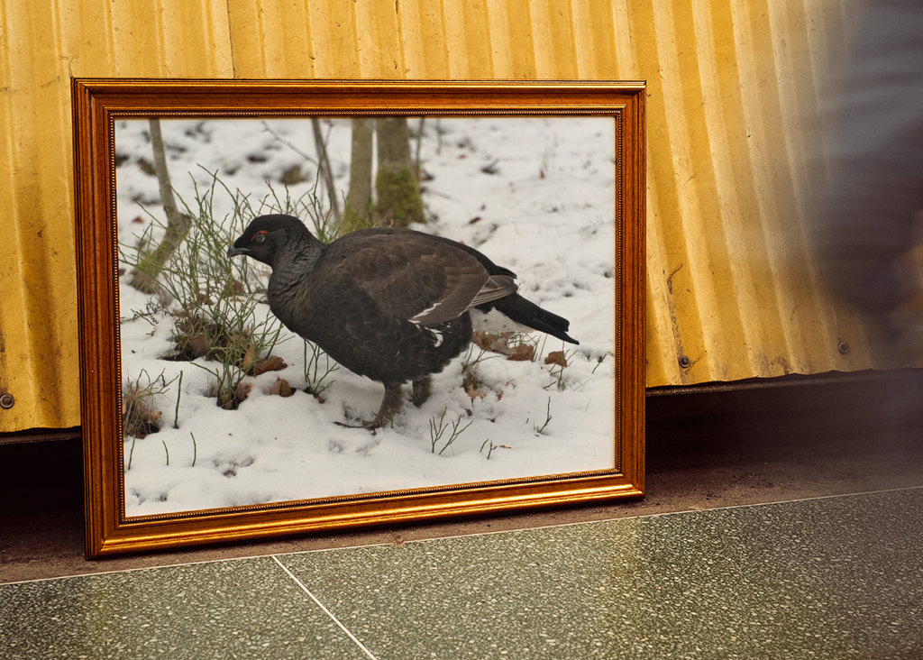 Férfi Rackelin közelről a hóban