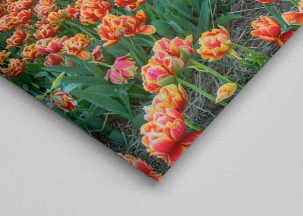 Campo de tulipas ao pôr do sol