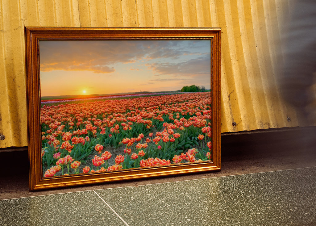 Campo de tulipas ao pôr do sol