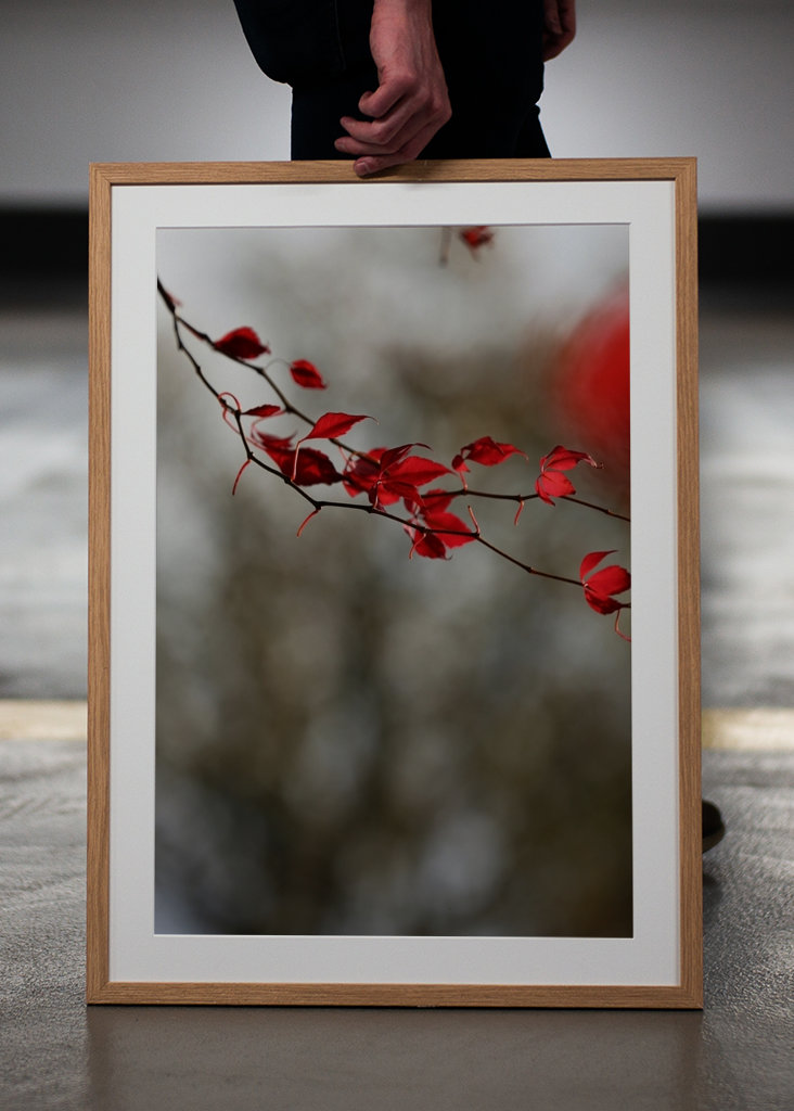 Hojas rojas en tormenta